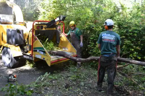 tree services Panacea